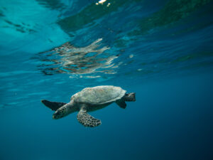 COP15 UN Biodiversity Summit – what does it mean for the ocean?