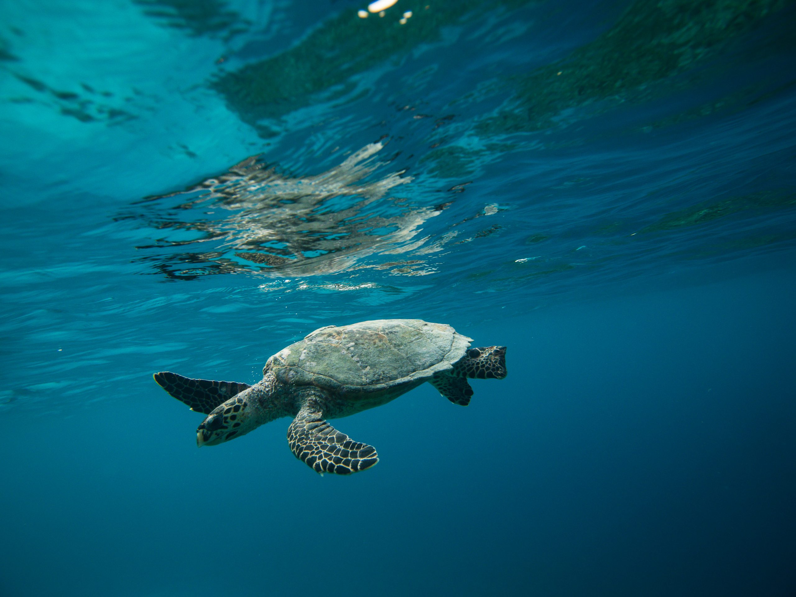 COP15 UN Biodiversity Summit – what does it mean for the ocean?