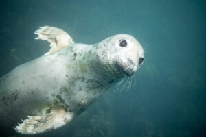 Seals, puffins and sunshine