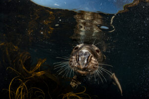 5 Amazing Facts About Seals