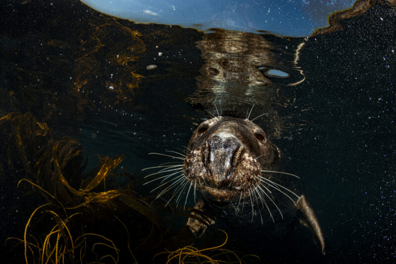 5 Amazing Facts About Seals