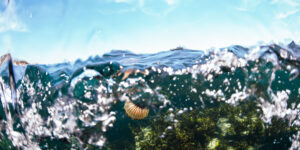 How To Give Our Seas A Voice In The Forthcoming Elections