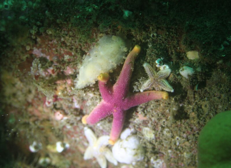 What lies beneath: getting a glimpse of Scotland’s seabed