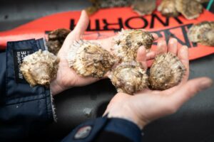 5 reasons we love native oysters