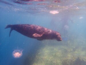 Vitamin Sea Project 2026: The Andrew Bengey Memorial Trip With Lundy Diving