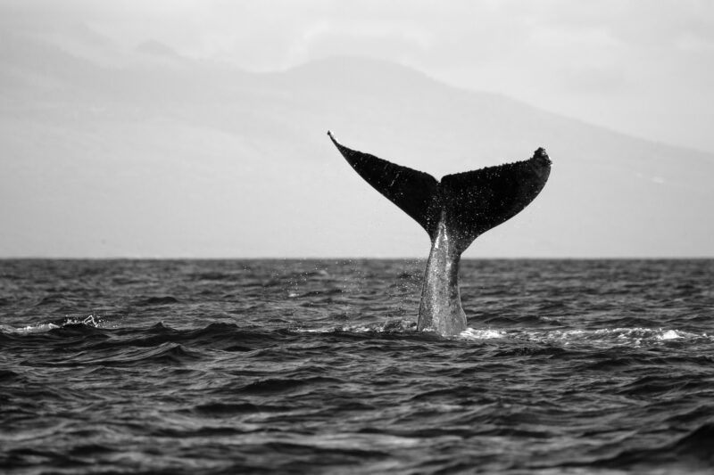 How Do You Solve Whale Entanglement?